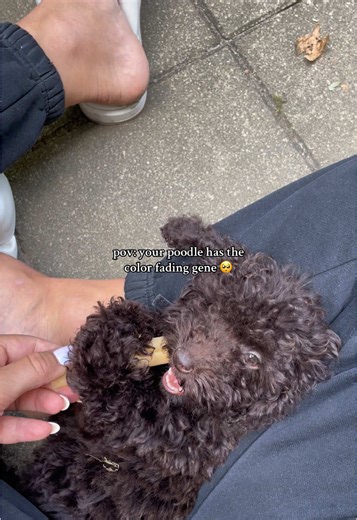 Poodle Color Changing Gene Explained