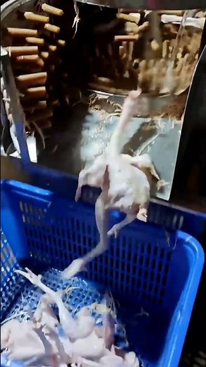 Chicken Defeathering Machine