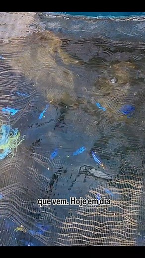 Aquário Marinho Sem Grana on Instagram: "O Hepatus (Paracanthurus hepatus) é capturado, acondicionado em gaiolas, para crescer e engordar. Tudo isso acontece no mar da Indonésia."