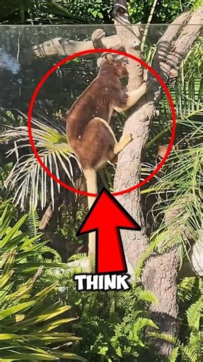 This Kangaroo Lives in TREES?! 🌳🦘 (You Won’t Believe This!)