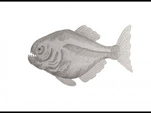 How to draw a Piranha step by step