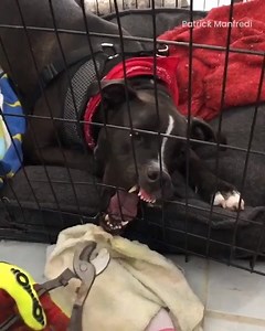 3.3M views · 39K reactions | This firefighter was called out to free this dog's jaw from his cage! ‍ | Go Fetch | Facebook