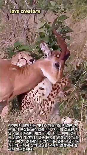 숨 막히는 야생의 순간, 치타에게 잡힌 임팔라의 운명은? #wildlife #cheetah #survival #nature #documentary