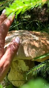 King Kong mushroom, Godzilla, Bigboss #funghi #porcini #boletus #edulis #ciuperci #гриби #grzyby #hribi #pilze #cepes #mushroom #houby #hongos #เห็ด #gomba #гъби #Грибы #mantarlar #cogumelos #fungi #मशरूम #মাশরুম #nấm | The Kingdom of the Earth