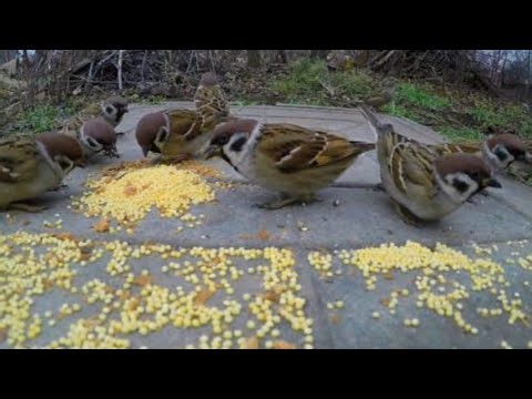 Watching Birds Will Relax You | Calming Nature Video