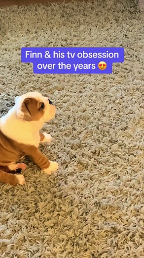 English Bulldog Watching TV - Cute Dog Video