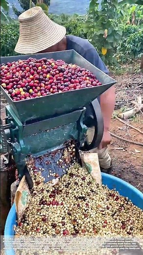 Pouring Red Cherries: Hand‑Cranked Pulping for Raw Coffee Bean Extraction