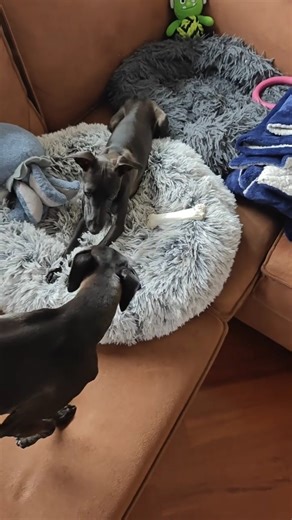 Hamlet introduces his lidl brother Mercutio little by little #iggy #cute #oasis #dog #puppy #nature