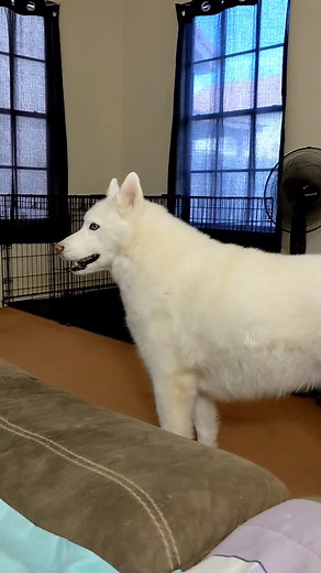Siberian White Husky Howling Compilation