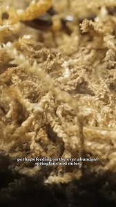 63K views · 1.2K reactions | Ants VS Snakes | AntsCanada | Facebook