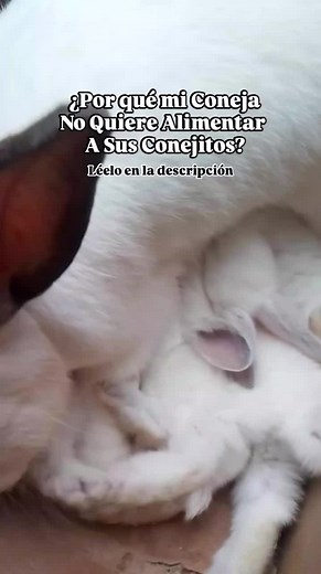 Cuidado y Alimentación de Conejos Bebés: Soluciones Prácticas