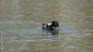 An immature Tufted Duck scratching its head and swimming around on a lake.