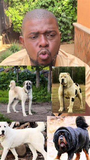 The most strong dog breeds