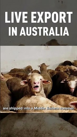 Cruelty at its Core: Live Animal Export 💔🚢🐏🇦🇺 | FOUR PAWS Australia | [SUBS]
