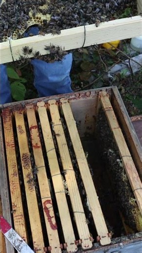 Finding so many #queen #cell on a frame raises #question #bee #beekeeping #hive #swarm #queenless