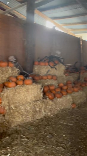 5.2K views · 33 reactions |  Hopefield’s Halloween Festival – the...