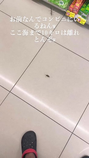 なんでコンビニにフナムシがおるねんw#コンビニ #フナムシ #海