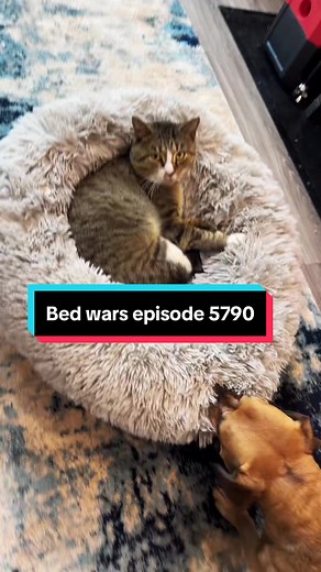Minion and Dagger's Playful Bed Wars at Narroway Homestead