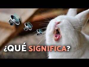 8 Sounds Rabbits Make and Their Meaning 🔉🐰 Learn what they mean!