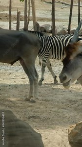 Cape Mountain Zebra Equus zebra walking in grassland landscape,looking at camera, Mountain Zebra N.P. Slowmotion.