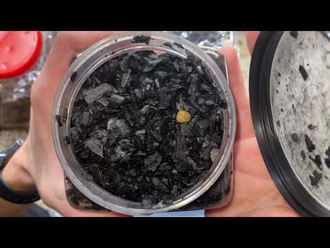 Making a new Springtail culture with Walmart ￼lump charcoal ￼
