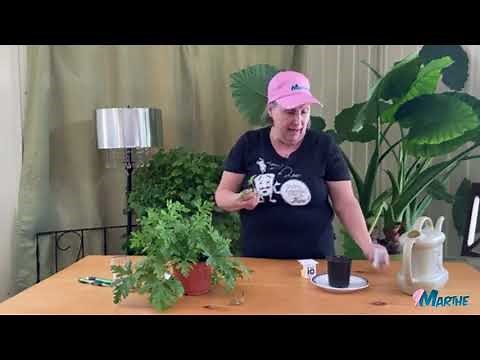 Connaissez-vous les qualités du géranium citronnelle?