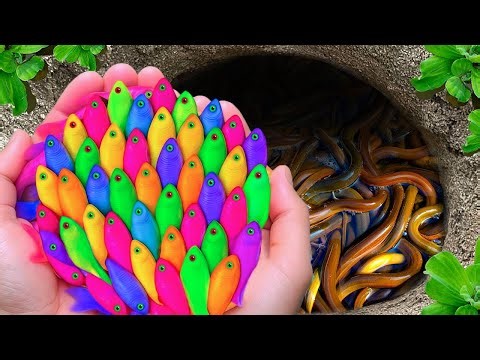 I Get Colorful Ornamental Fish in Tiny Pond, Platy Fish, Baby Turtles, Ornamental Catfish, Goldfish