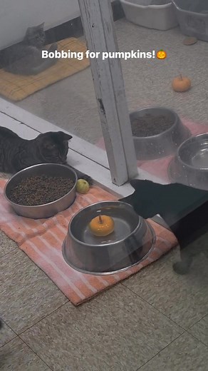 2.4K views · 80 reactions | Bacco, Harvey, and Benedict tried their best to bob for pumpkins | Martin County Humane Society of MN | Facebook