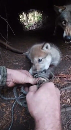 Hands Prying Tension Spring in a Tight Forest Den