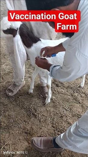 vaccination in goats through subcutaneous injection, #trending #goat #vaccine #vaccination #shorts