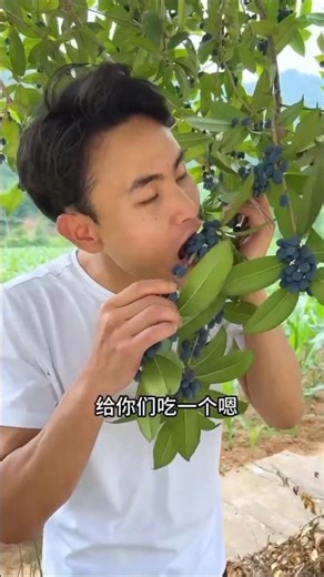 Chinese Black Jamun (Java Plum)🍅🍊🍒#famifruit #fruit #food #tropicalfruit #howtomakechocolateathome