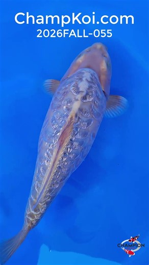 Mauren Ginrin Aragoke Karashigoi 41cm 2yr | ChampKoi.com