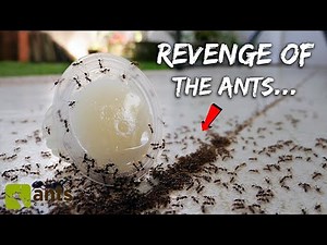 A STINGING ANT RAID Invaded My Home (They Ate Everything!)