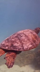 40K views · 558 reactions | It’s all in the tail… I often get asked...