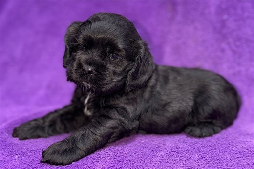 Etta - Cocker Spaniel Puppy 36C149