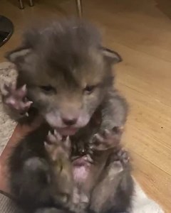 Tiny fox cub raised by a woman and her snuggly pooch 🦊 #fox #foster | Love This