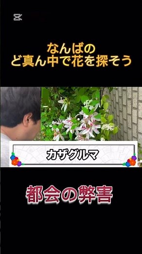 たくろう流のお花見！なんばで20種類の花を見つける！#お花見#なんば#裏なんば#花