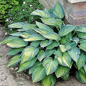 5 Blue & Gold Hosta Plantain Lily Seeds Showy Leaves Premium Heirloom Perennials Plant Seeds Fast-Growing Striking Plant for Shade Garden Yard Container