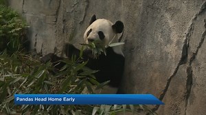 Calgary Zoo gives an update on trip home to China for pandas Er Shun and Da Mao