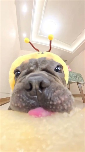 You won't guess what the puppy is eating, if you guess right, you win!