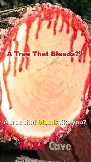 Tree That Bleeds