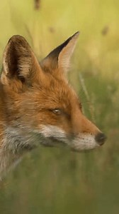 Closeup of red fox walking in the wild, Vertical reel, Portrait