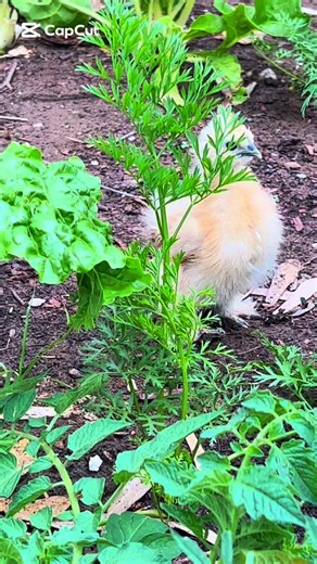 Adventures in the Veggie Garden with Ducks and Chickens
