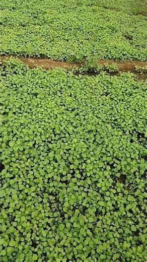 Sadi ke motiya #viral #song #music #trending #abhishek