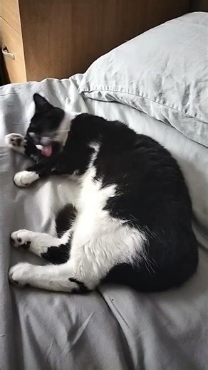 Cat having a 🛁 bath