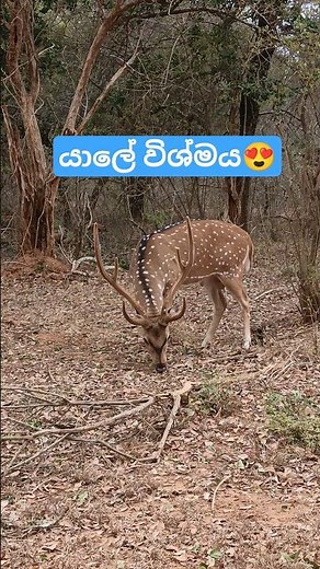 The Pride of Yala Wilderness🦌😍 #srilankawildlife #yalanationalpark #wildlife