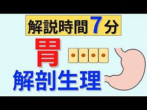 [7-Minute Explainer] Anatomy and Physiology of the Stomach