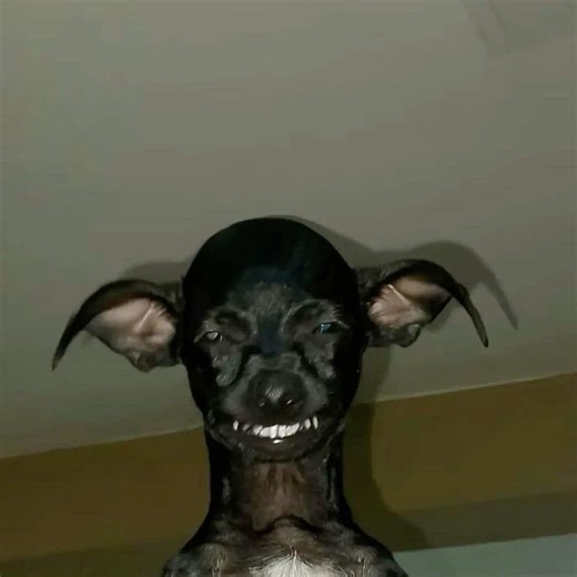 🤣🤣🤣 #spain #españa #fyp #viral