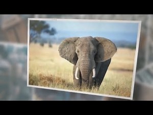 What Do Wild Elephants Eat? A Complete Guide on Their Diet!