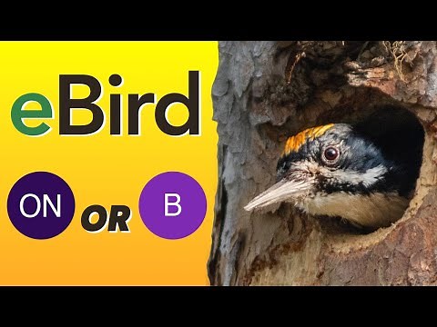 eBird's Breeding Codes Explained